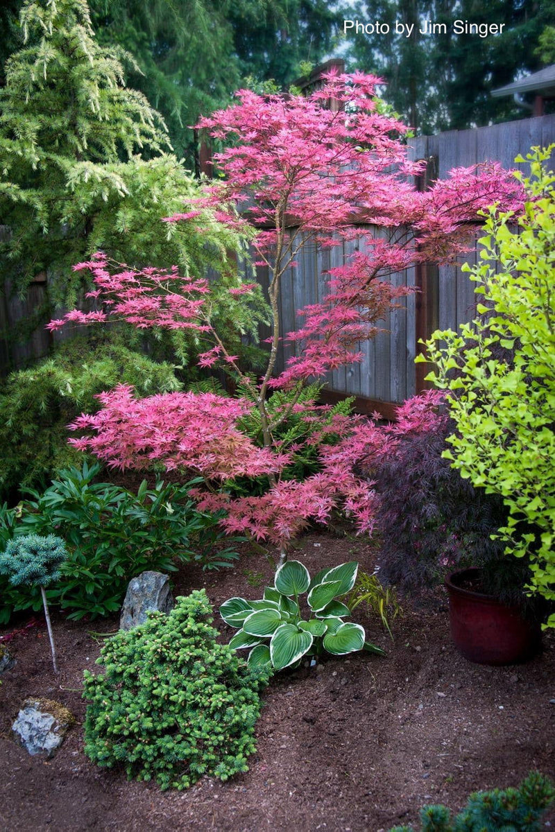 - Acer palmatum 'Shirazz' Japanese Maple - Mr Maple │ Buy Japanese Maple Trees
