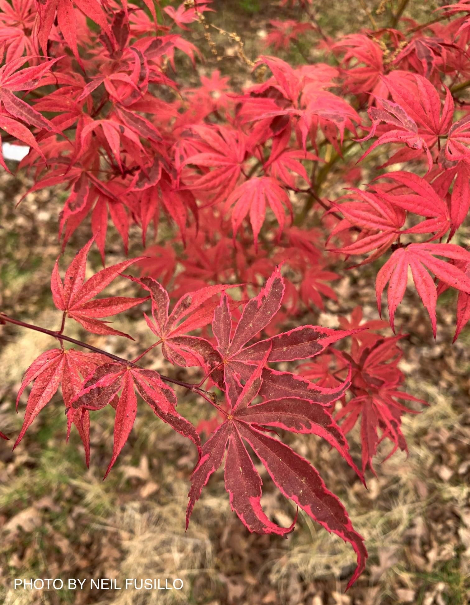 Buy Acer palmatum 'Shirazz' Japanese Maple — Mr Maple │ Buy