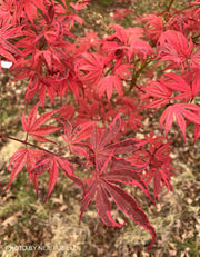 - Acer palmatum 'Shirazz' Japanese Maple - Mr Maple │ Buy Japanese Maple Trees