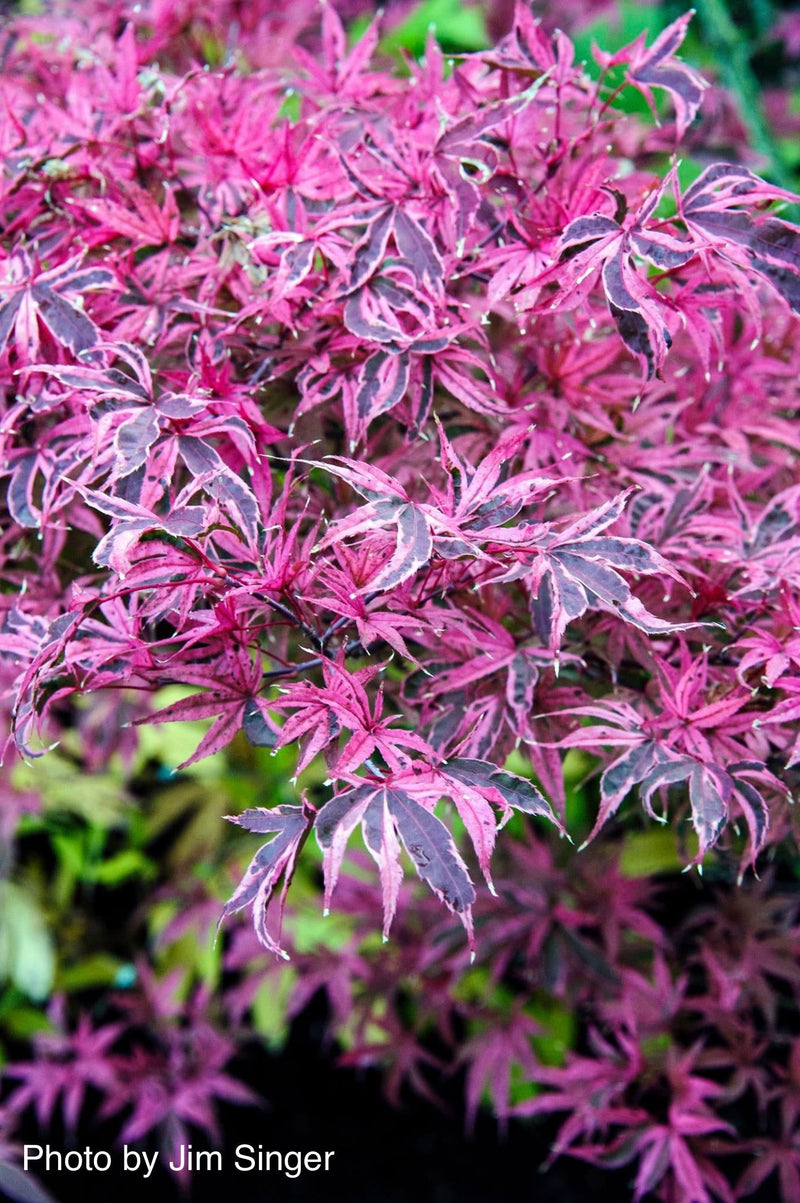 - Acer palmatum 'Shirazz' Japanese Maple - Mr Maple │ Buy Japanese Maple Trees