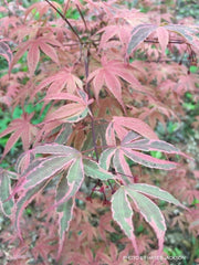 - Acer palmatum 'Shirazz' Japanese Maple - Mr Maple │ Buy Japanese Maple Trees