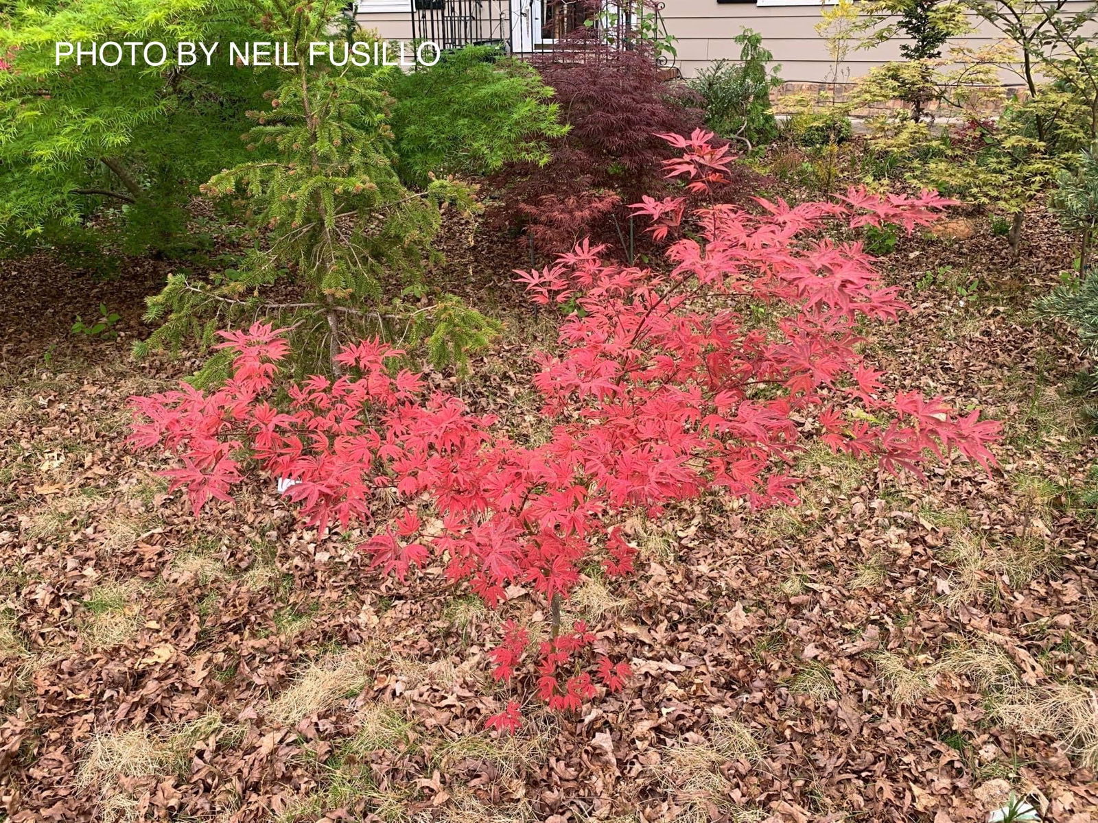 Buy Acer palmatum 'Shirazz' Japanese Maple — Mr Maple │ Buy