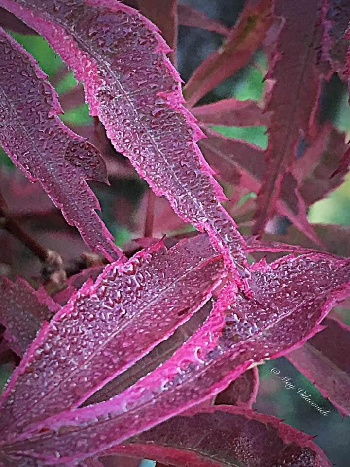 Buy Acer palmatum 'Shirazz' Japanese Maple — Mr Maple │ Buy