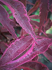 - Acer palmatum 'Shirazz' Japanese Maple - Mr Maple │ Buy Japanese Maple Trees