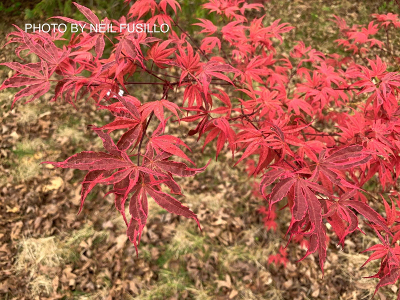 - Acer palmatum 'Shirazz' Japanese Maple - Mr Maple │ Buy Japanese Maple Trees