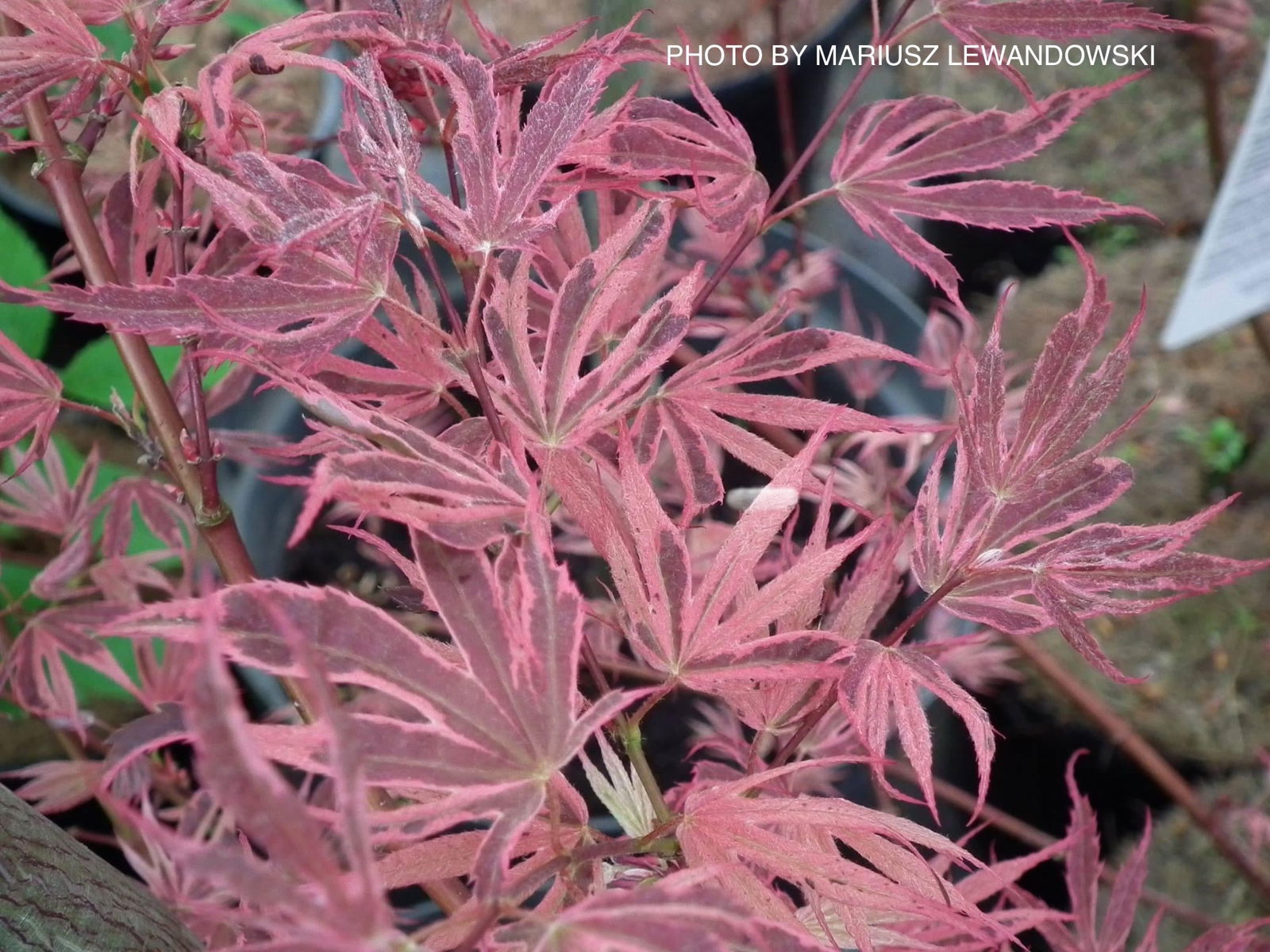 Buy Acer palmatum 'Shirazz' Japanese Maple — Mr Maple │ Buy