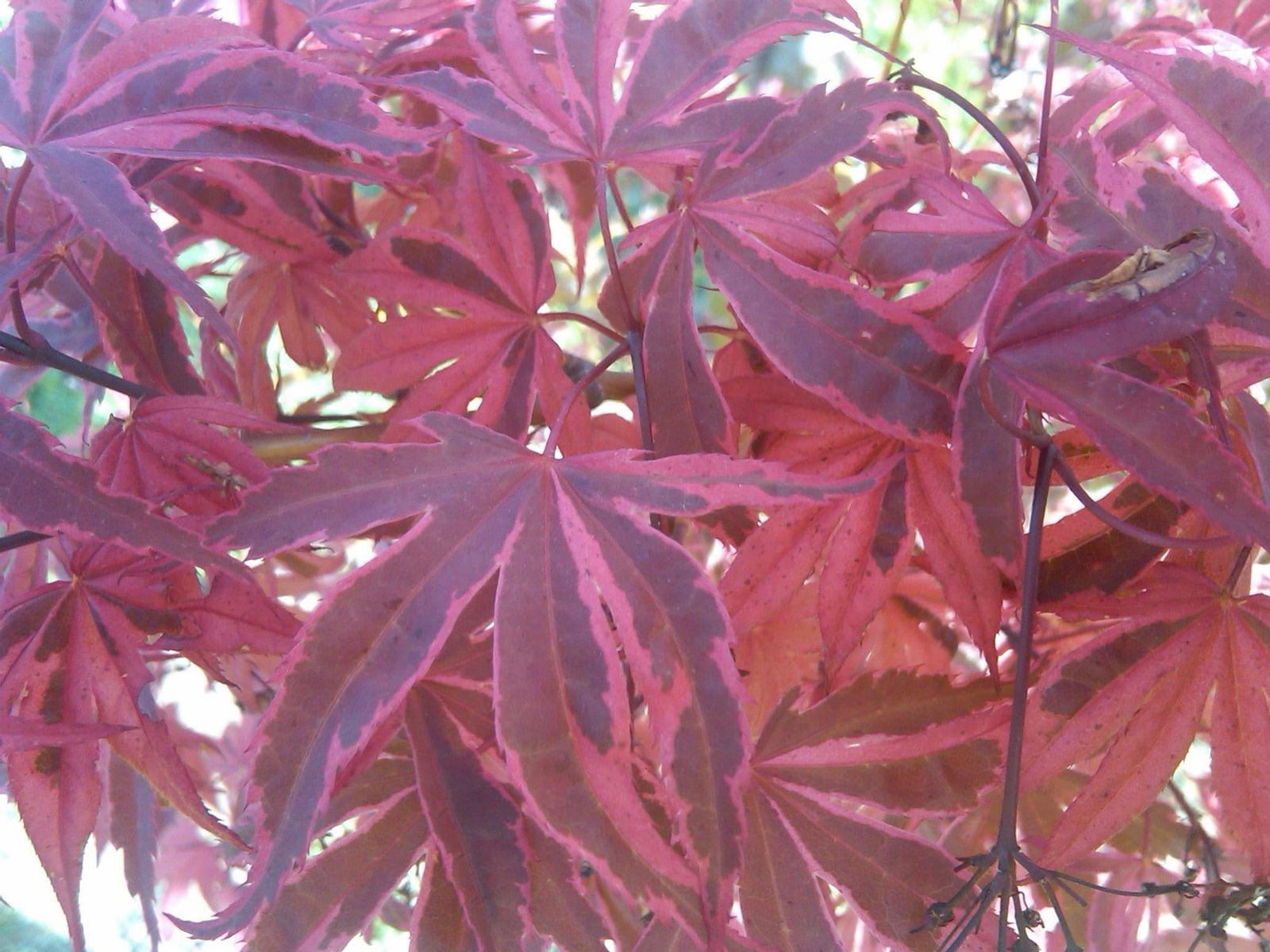Buy Acer palmatum 'Shirazz' Japanese Maple — Mr Maple │ Buy