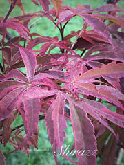 - Acer palmatum 'Shirazz' Japanese Maple - Mr Maple │ Buy Japanese Maple Trees