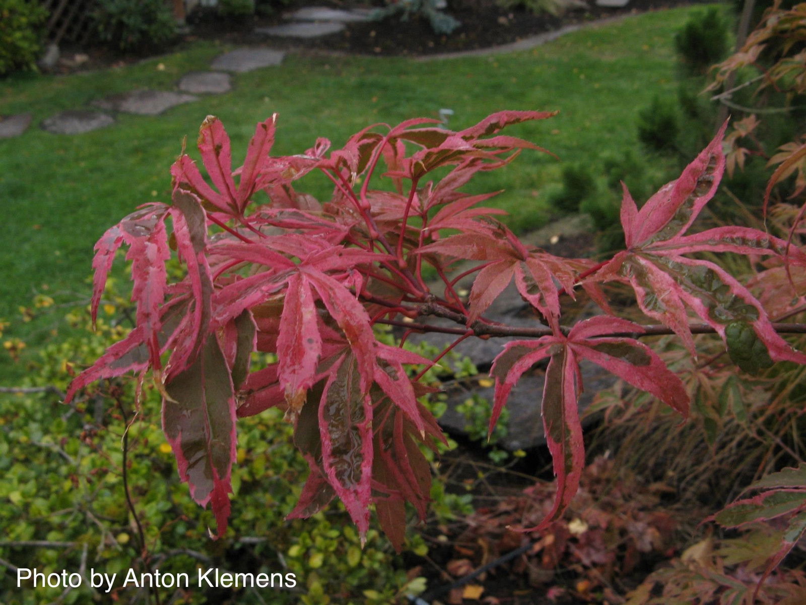 Buy Acer palmatum 'Shirazz' Japanese Maple — Mr Maple │ Buy