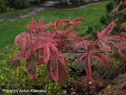 - Acer palmatum 'Shirazz' Japanese Maple - Mr Maple │ Buy Japanese Maple Trees