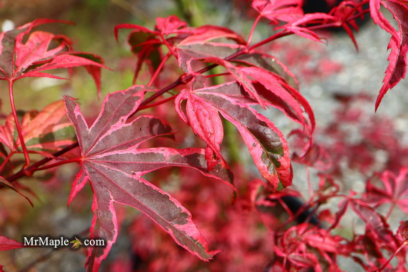 - Acer palmatum 'Shirazz' Japanese Maple - Mr Maple │ Buy Japanese Maple Trees