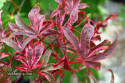 - Acer palmatum 'Shirazz' Japanese Maple - Mr Maple │ Buy Japanese Maple Trees