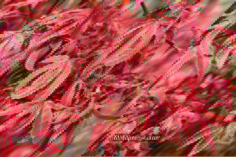Buy Acer palmatum 'Shirazz' Japanese Maple — Mr Maple │ Buy
