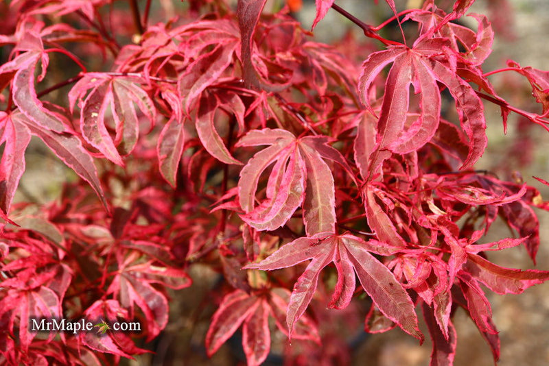 - Acer palmatum 'Shirazz' Japanese Maple - Mr Maple │ Buy Japanese Maple Trees