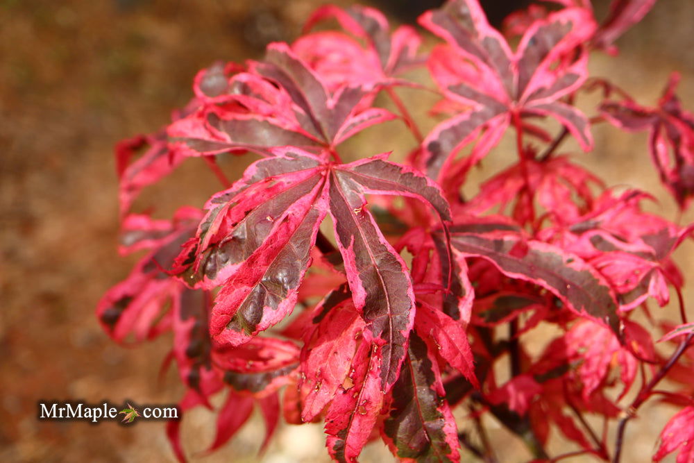 Buy Acer palmatum 'Shirazz' Japanese Maple — Mr Maple │ Buy