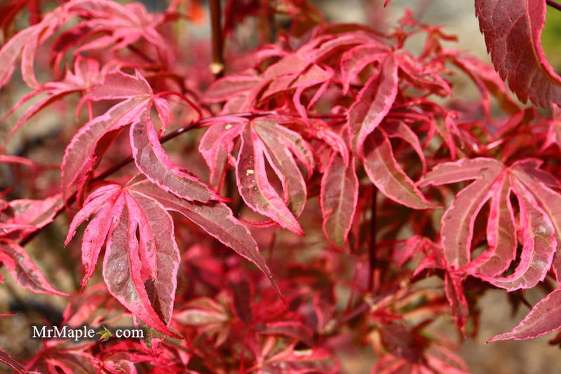 - Acer palmatum 'Shirazz' Japanese Maple - Mr Maple │ Buy Japanese Maple Trees