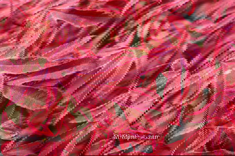 Buy Acer palmatum 'Shirazz' Japanese Maple — Mr Maple │ Buy