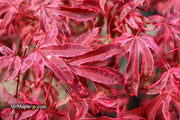 - Acer palmatum 'Shirazz' Japanese Maple - Mr Maple │ Buy Japanese Maple Trees