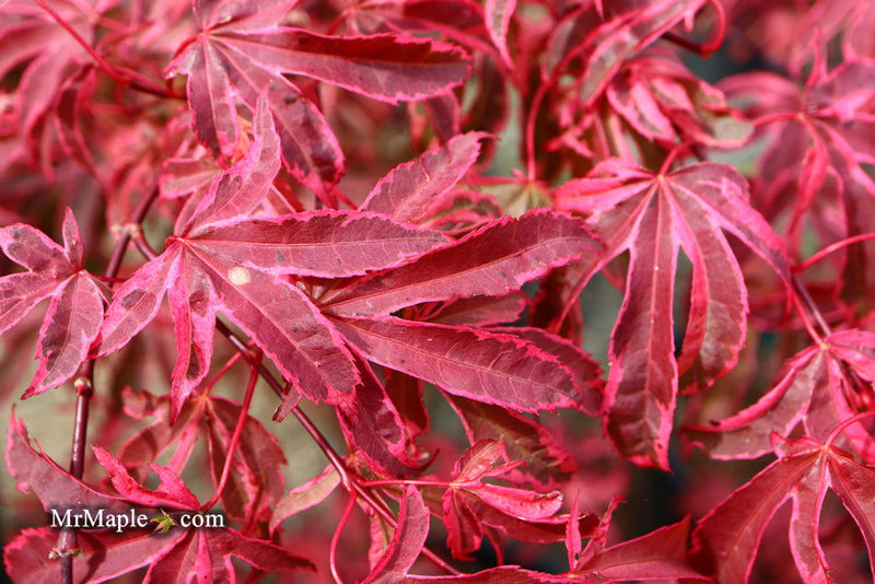 - Acer palmatum 'Shirazz' Japanese Maple - Mr Maple │ Buy Japanese Maple Trees