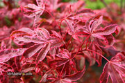 - Acer palmatum 'Shirazz' Japanese Maple - Mr Maple │ Buy Japanese Maple Trees