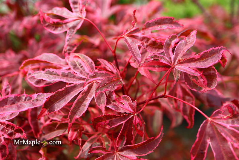 - Acer palmatum 'Shirazz' Japanese Maple - Mr Maple │ Buy Japanese Maple Trees