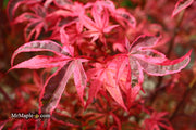 - Acer palmatum 'Shirazz' Japanese Maple - Mr Maple │ Buy Japanese Maple Trees