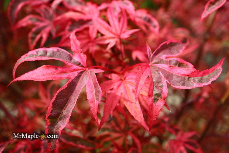 - Acer palmatum 'Shirazz' Japanese Maple - Mr Maple │ Buy Japanese Maple Trees