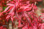- Acer palmatum 'Shirazz' Japanese Maple - Mr Maple │ Buy Japanese Maple Trees