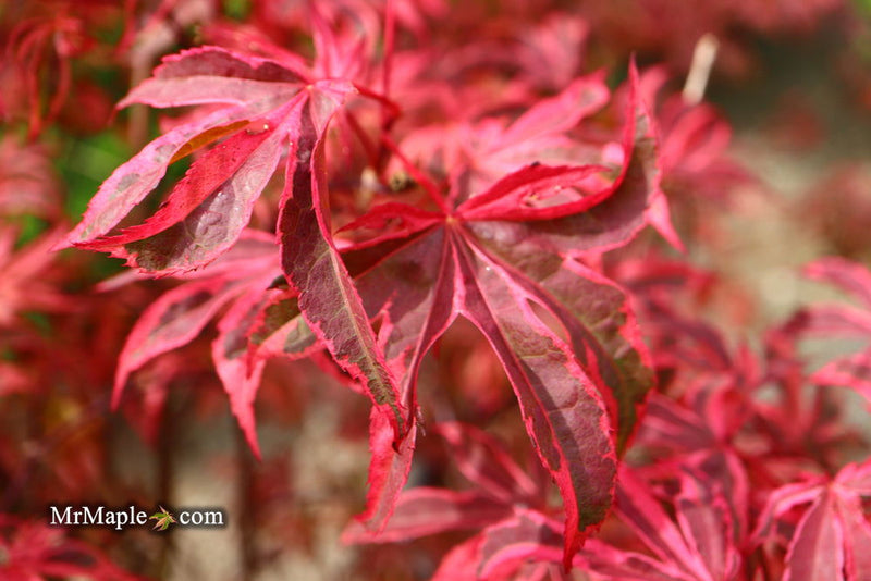 - Acer palmatum 'Shirazz' Japanese Maple - Mr Maple │ Buy Japanese Maple Trees