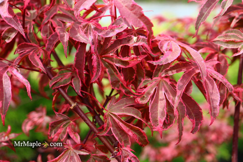 - Acer palmatum 'Shirazz' Japanese Maple - Mr Maple │ Buy Japanese Maple Trees