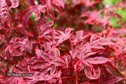 - Acer palmatum 'Shirazz' Japanese Maple - Mr Maple │ Buy Japanese Maple Trees