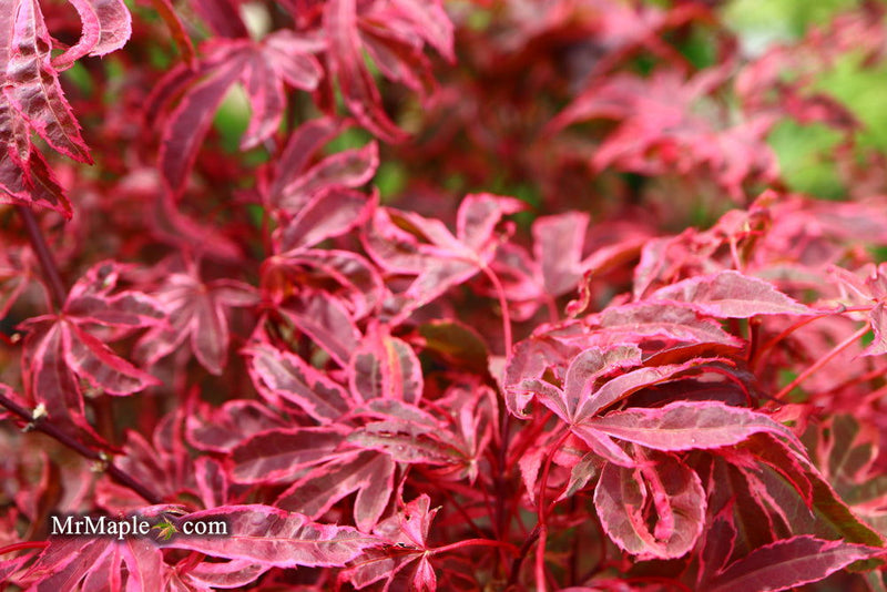 - Acer palmatum 'Shirazz' Japanese Maple - Mr Maple │ Buy Japanese Maple Trees
