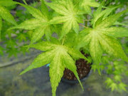 - Acer palmatum 'Shiro' Yellow Variegated Japanese Maple - Mr Maple │ Buy Japanese Maple Trees