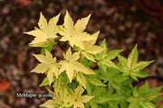 - Acer palmatum 'Shiro' Yellow Variegated Japanese Maple - Mr Maple │ Buy Japanese Maple Trees