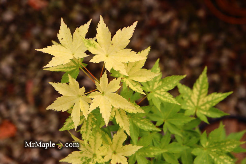 - Acer palmatum 'Shiro' Yellow Variegated Japanese Maple - Mr Maple │ Buy Japanese Maple Trees