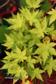 - Acer palmatum 'Shiro' Yellow Variegated Japanese Maple - Mr Maple │ Buy Japanese Maple Trees