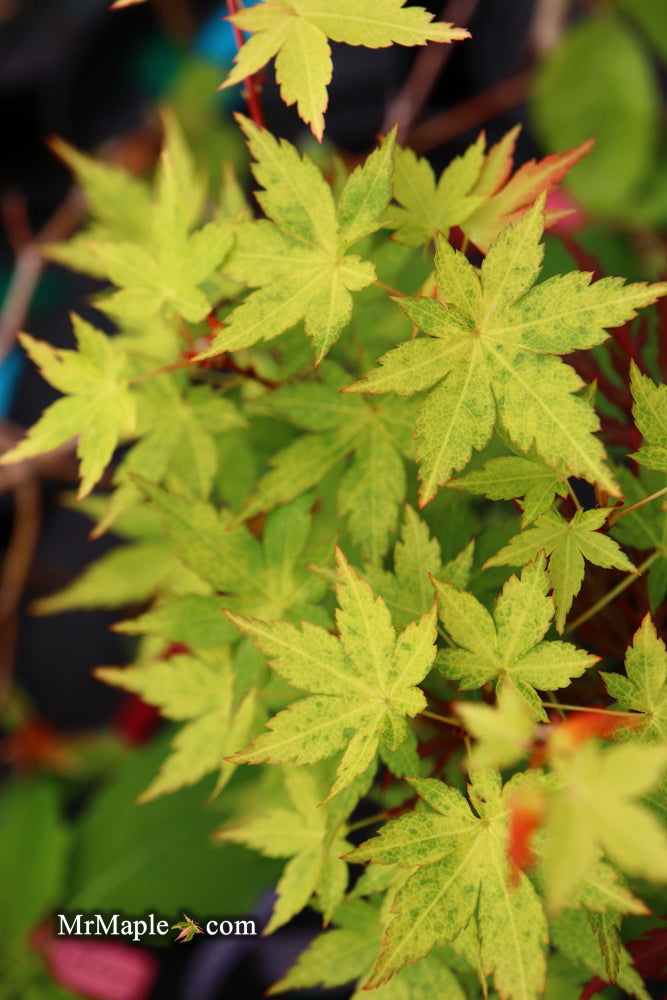 - Acer palmatum 'Shiro' Yellow Variegated Japanese Maple - Mr Maple │ Buy Japanese Maple Trees