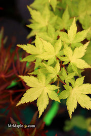 - Acer palmatum 'Shiro' Yellow Variegated Japanese Maple - Mr Maple │ Buy Japanese Maple Trees