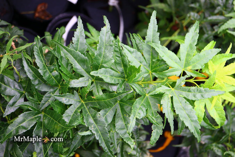 - Acer palmatum 'Shishi yatsubusa' Rare Japanese Maple - Mr Maple │ Buy Japanese Maple Trees