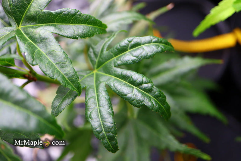 - Acer palmatum 'Shishi yatsubusa' Rare Japanese Maple - Mr Maple │ Buy Japanese Maple Trees