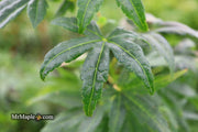 - Acer palmatum 'Shishi yatsubusa' Rare Japanese Maple - Mr Maple │ Buy Japanese Maple Trees