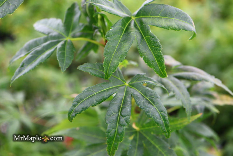 - Acer palmatum 'Shishi yatsubusa' Rare Japanese Maple - Mr Maple │ Buy Japanese Maple Trees