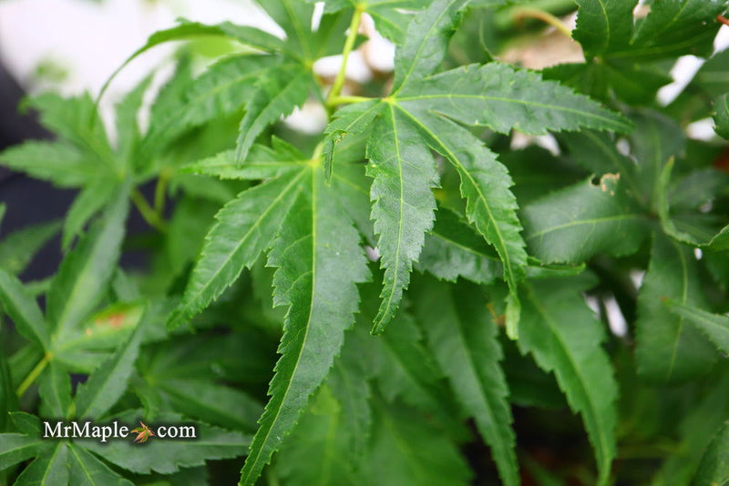 - Acer palmatum 'Shishi yatsubusa' Rare Japanese Maple - Mr Maple │ Buy Japanese Maple Trees