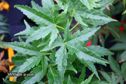 - Acer palmatum 'Shishi yatsubusa' Rare Japanese Maple - Mr Maple │ Buy Japanese Maple Trees