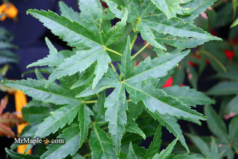 - Acer palmatum 'Shishi yatsubusa' Rare Japanese Maple - Mr Maple │ Buy Japanese Maple Trees