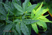 - Acer palmatum 'Shishi yatsubusa' Rare Japanese Maple - Mr Maple │ Buy Japanese Maple Trees