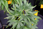 - Acer palmatum 'Shishi yatsubusa' Rare Japanese Maple - Mr Maple │ Buy Japanese Maple Trees