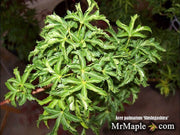- FOR PICKUP ONLY | Acer palmatum 'Shishigashira' Lion's Head Japanese Maple | DOES NOT SHIP - Mr Maple │ Buy Japanese Maple Trees