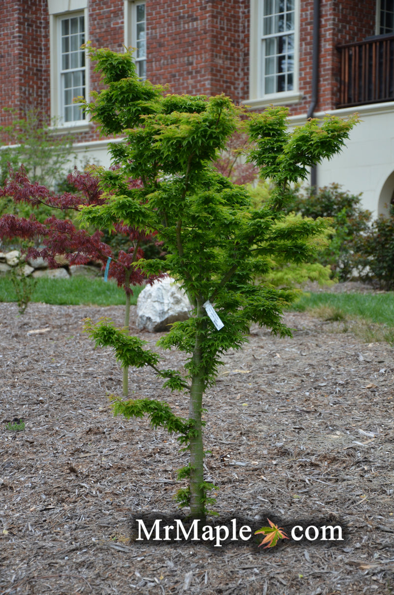 - FOR PICKUP ONLY | Acer palmatum 'Shishigashira' Lion's Head Japanese Maple | DOES NOT SHIP - Mr Maple │ Buy Japanese Maple Trees