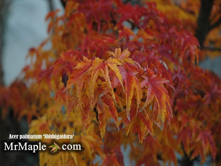 - FOR PICKUP ONLY | Acer palmatum 'Shishigashira' Lion's Head Japanese Maple | DOES NOT SHIP - Mr Maple │ Buy Japanese Maple Trees